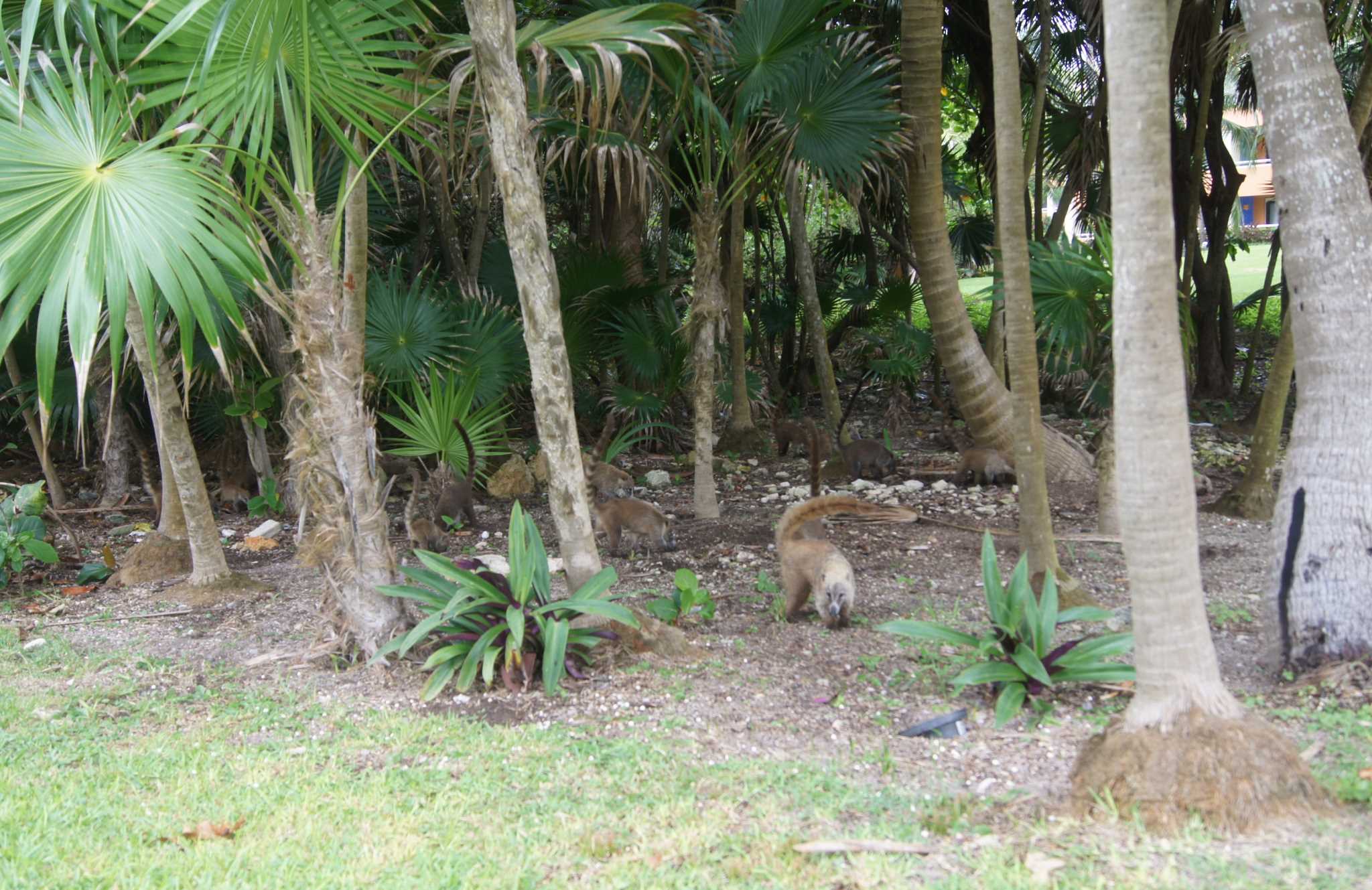 Канкун - Бахия принцип - Коати (смесь барсука и лемура) - Bahia principe - A Coati(like a blend of a badger & a lemur)
